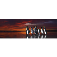 Heye Puzzle 1000pc Panorama - Alexander von Humboldt - King Penguins
