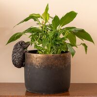 Jardinopia Pot Buddies - Antique Bronze Hedgehog