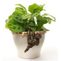 Jardinopia Pot Buddies - Antique Bronze Sloth