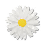 Erstwilder - Royal Botanic Gardens Victoria - Cut-Leaf Daisy Simplified Mini Brooch