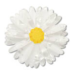 Erstwilder - Royal Botanic Gardens Victoria - Cut-Leaf Daisy Large Hair Clip